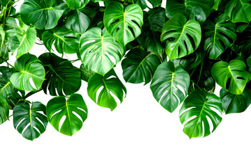 Lush green monstera leaves decor indoor space plant natural environment close-up cut out on transparent background