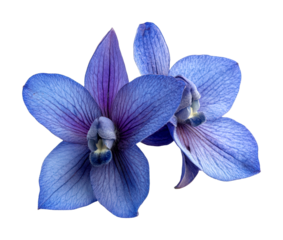 Captivating blue orchid blooms nature close-up view botanical beauty cut out on transparent background