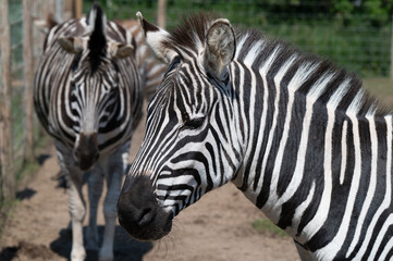 Close-up Head Shot of a Zebra