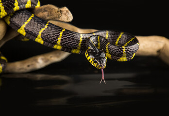 Boiga Snake on Driftwood Against Black Background