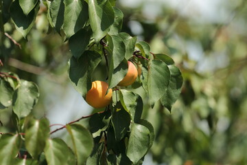 oranges on tree