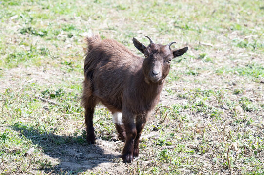 Young Brown Pigmy Goat in a Field - Powered by Adobe
