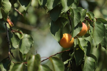 oranges on tree