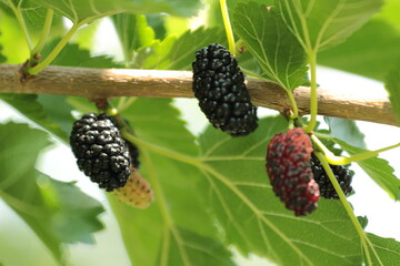 blackberries on a tree 
