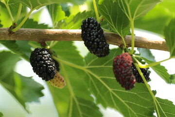 blackberries on a tree