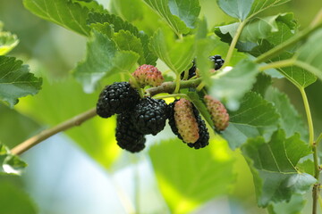 blackberry on the street 