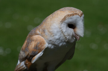 Barn Owl Perching on a Fence