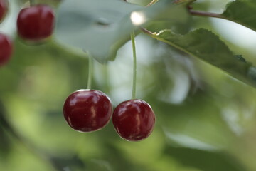 cherries on the tree