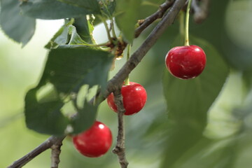 red berries on a branch