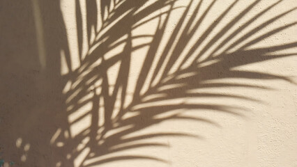Obraz premium Palm Leaf Shadow on Wall