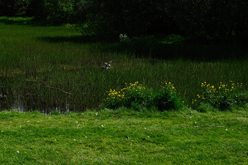 A serene wetland scene near Akranes Iceland with reeds and wildflowers