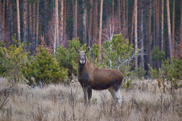 elk cow standing sideways in grass in forest clearing in winter without snow
