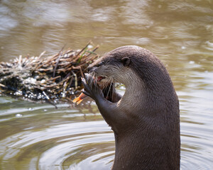 Small Otter Swimming in Water