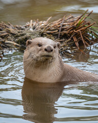 Small Otter Swimming in Water