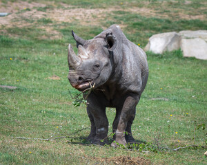 Obraz premium Adult Black Rhinoceros Standing on Grass Feeding