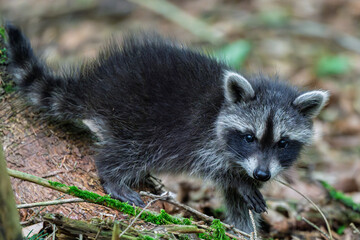 A Playful Baby Raccoon is Joyfully Exploring the Lush Forest Floor and all its Surroundings
