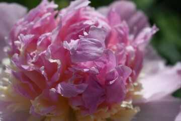 Close up of pink peony petals