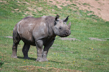 Obraz premium Adult Black Rhinoceros Standing on Grass