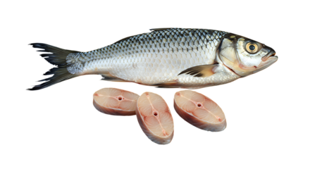  fresh whole rohu carp fish with raw steaks - healthy seafood isolated on transparent background