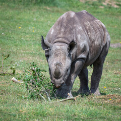 Fototapeta premium Young Black Rhinoceros Feeding