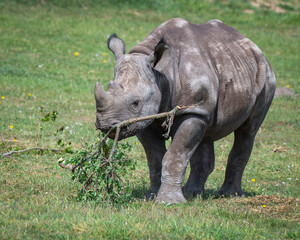 Fototapeta premium Young Black Rhinoceros Feeding