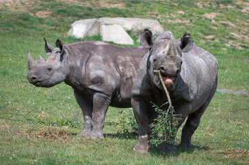 Fototapeta premium Mother and Calf Black Rhinoceros Standing Together