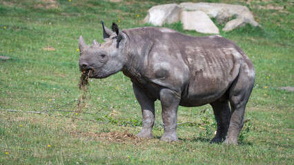 Obraz premium Adult Black Rhinoceros Walking on Grass Feeding