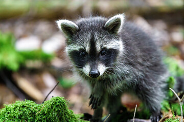 A Playful Baby Raccoon is Joyfully Exploring the Lush Forest Floor and all its Surroundings