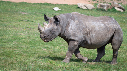 Fototapeta premium Adult Black Rhinoceros Walking on Grass
