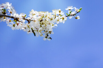 branch of spring blossom on a blue background