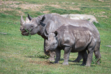 Obraz premium Mother and Calf Black Rhinoceros Standing Together