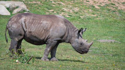 Adult Black Rhinoceros Walking on Grass