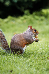 Obraz premium Grey squirrel sitting on grass holding a peanut in its paws in a natural park setting.