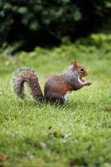 Grey squirrel sitting on grass holding a peanut in its paws in a natural park setting.