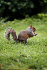 Grey squirrel sitting on grass holding a peanut in its paws in a natural park setting.