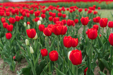 Field of Vibrant Red Tulips in Full Spring Bloom