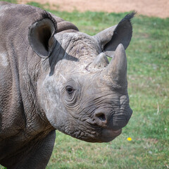 Adult Black Rhinoceros Walking on Grass