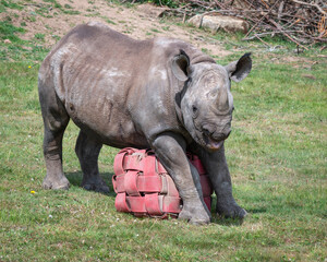 Young Black Rhinoceros Playing with a Toy