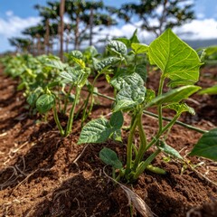 Rows of young plants growing in fertile soil, a testament to nature's resilience and the promise of a bountiful harvest.