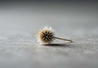 A single dry spiky seed pod lying on a grey concrete surface. Natural element with sharp texture for abstract or botanical concept.