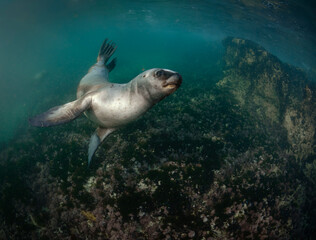 lobo marino bajo el agua planeando