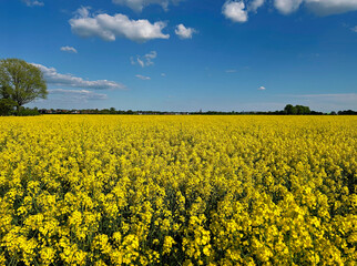Beautiful yellow blooming rapeseed field on a sunny afternoon in a rural setting with a blue sky and scattered clouds. Germany, North Rhine-Westphalia, Schwalmtal.