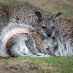 Baby Wallaby Too Big for Its Mother's Pouch