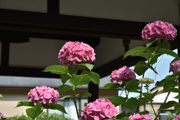 藤森神社　紫陽花苑のアジサイ(京都市伏見区)　