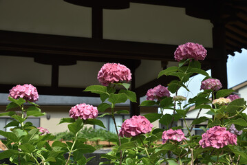 藤森神社　紫陽花苑のアジサイ(京都市伏見区)　