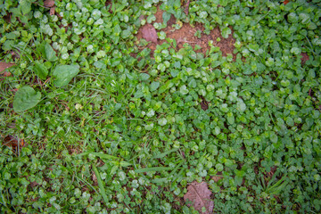 The lawn is green in summer after watering is very juicy