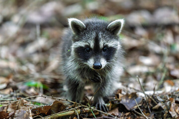 A Playful Baby Raccoon is Joyfully Exploring the Lush Forest Floor and all its Surroundings