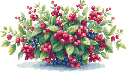 Berries on the bush watercolor vector illustration.