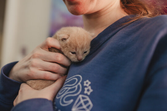 Infant Kitten being held by a woman