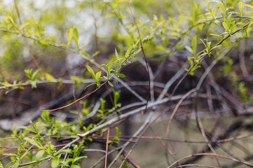 Spring buds and botanical detail